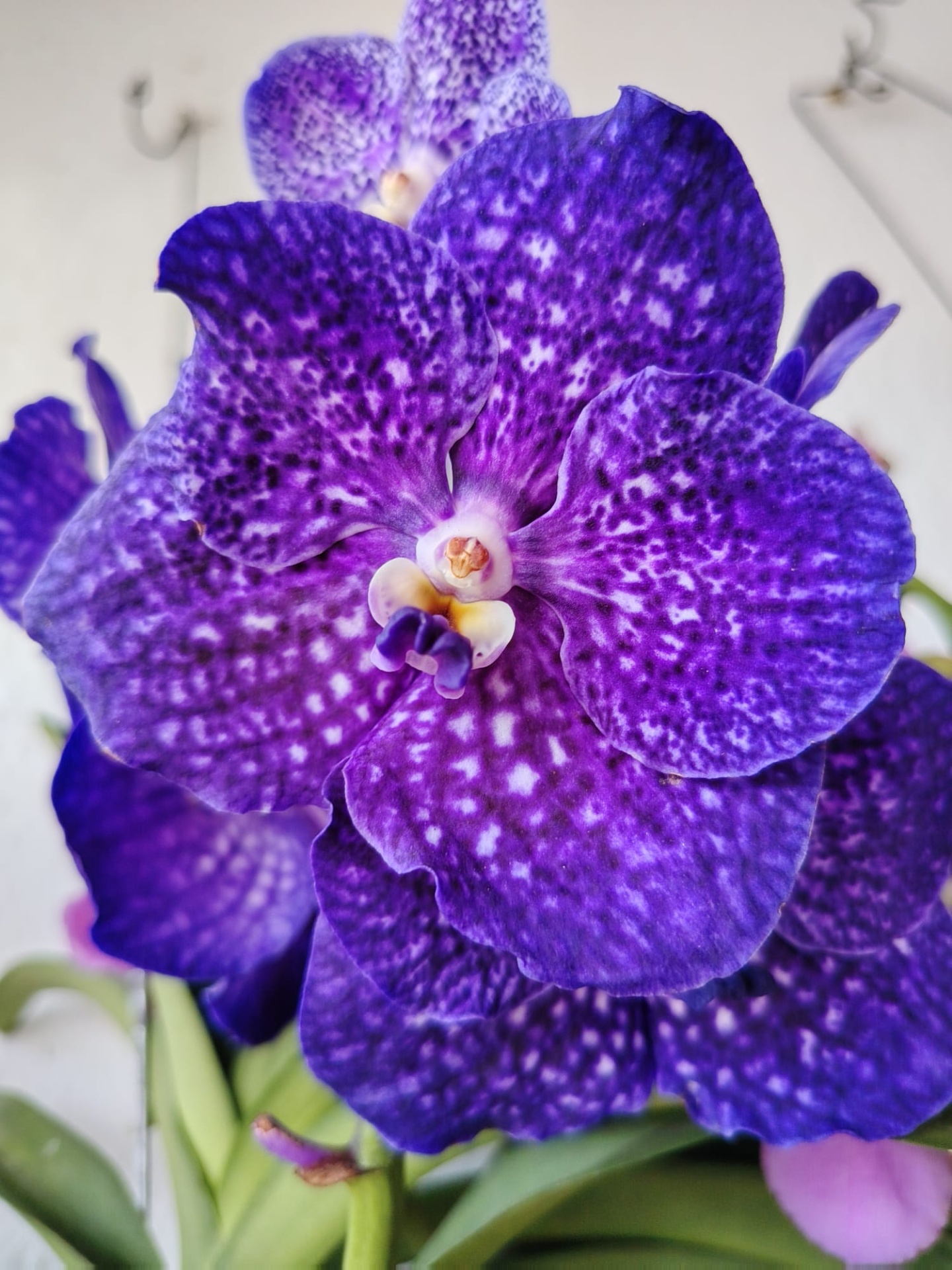 Vanda Flor de orquídea roxa com padrão salpicado e folhas verdes
