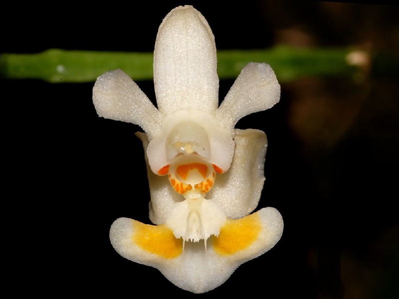 Phalaenopsis Malipoense Orquídea branca com detalhes amarelos e laranja sobre fundo escuro