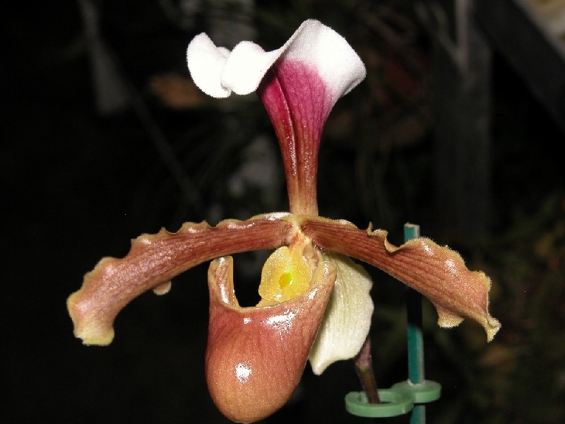 Paphiopedilum Barbigerum Var. Coccineum Orquídea de pétalas marrons e brancas com suporte verde