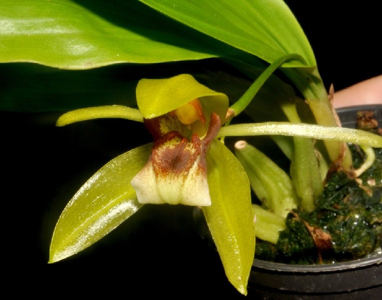 Coelogyne Carinata Orquídea verde e creme com manchas castanhas em vaso preto