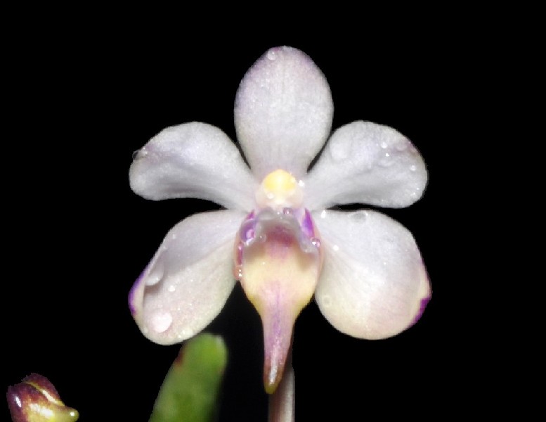 Holcoglossum Tsii x Vanda Coerulescens Flor branca e lilás com gotas de água, fundo preto