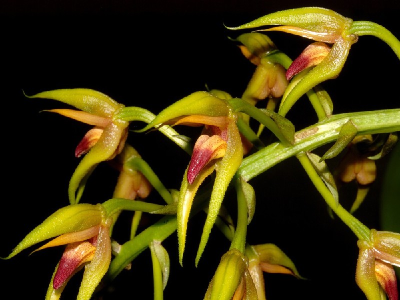 Bulbophyllum Lasianthum Flores de orquídea amarela esverdeada com labelo castanho avermelhado em fundo preto