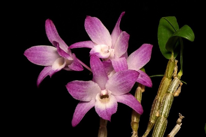 Dendrobium Moniliforme 'Kyoubeni' x 'Tsubaki Hime' Flor de orquídea roxa e rosa com vagens verdes num fundo preto