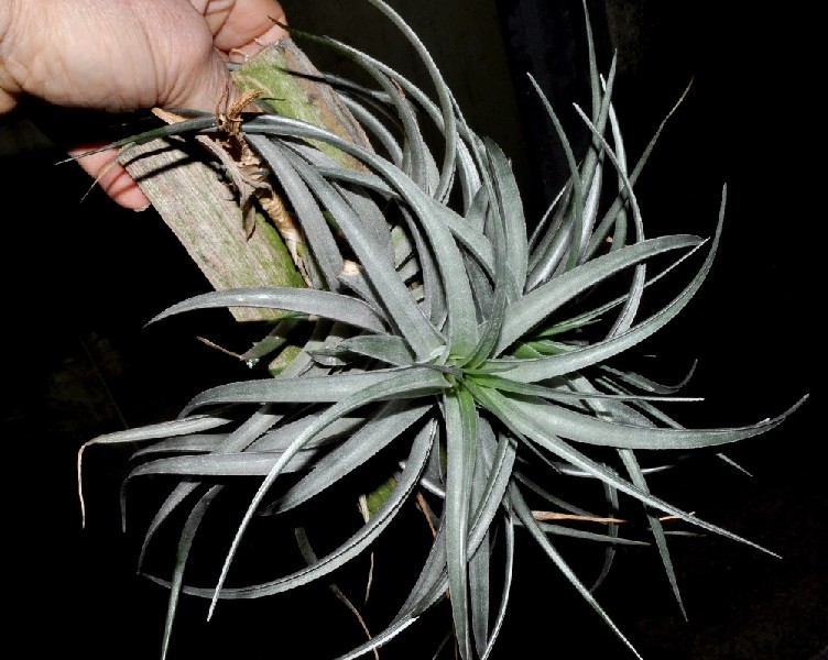 Tillandsia Bergeri Planta aérea cinzenta presa a madeira numa mão