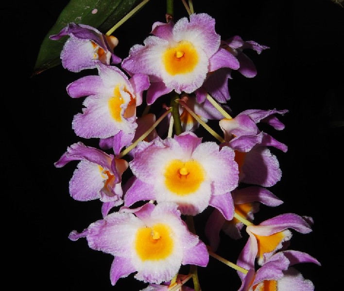 Dendrobium Amabile Orquídeas cor-de-rosa, branco e amarelo num ramo com fundo preto