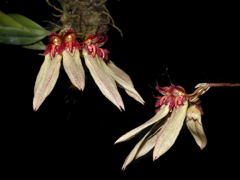 Bulbophyllum Longiflorum Flores de cor creme com tons rosados e detalhes vermelhos em fundo preto