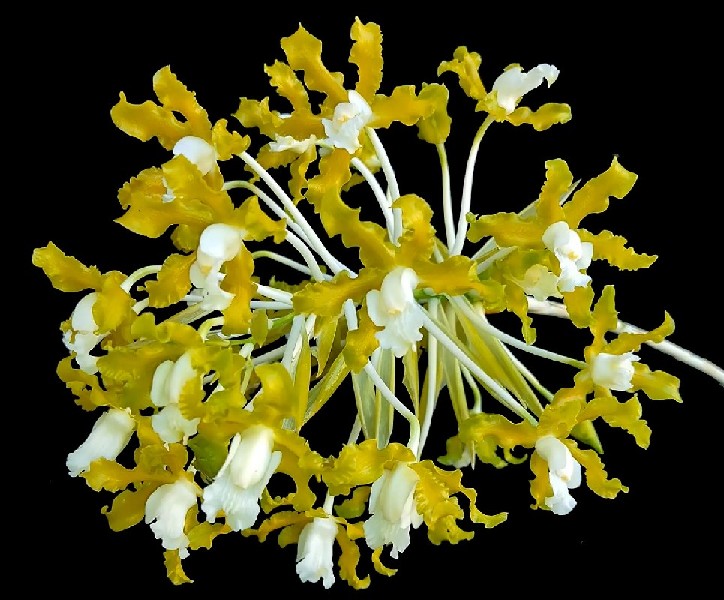 Schomburgkia Undulata f. Alba Ramo de flores artificiais amarelas e brancas com caules brancos em fundo preto