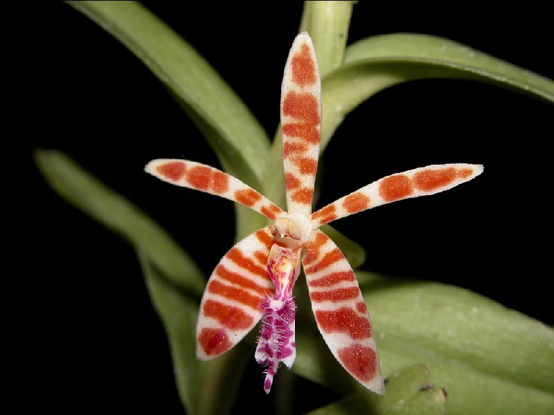 Trichoglottis Smithii Orquídea com pétalas brancas e manchas vermelhas, labelo rosa peludo, folhas verdes ao fundo