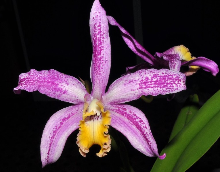 (L. lucasiana x C. loddigesii) x Rlc. digbyana x Smb. lyonsii 'Exotic Jewel' Flor de orquídea violeta com manchas roxas e centro amarelo