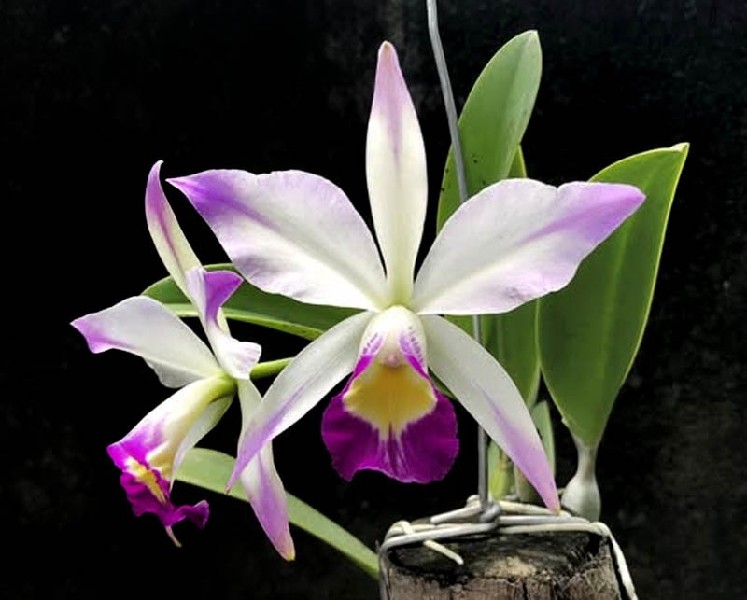 Cattleya Eldorado Semi Alba 'Caracas' x Violacea Coerulea Orquídea branca com bordas roxas e centro amarelo, folhas verdes, em tronco com suporte