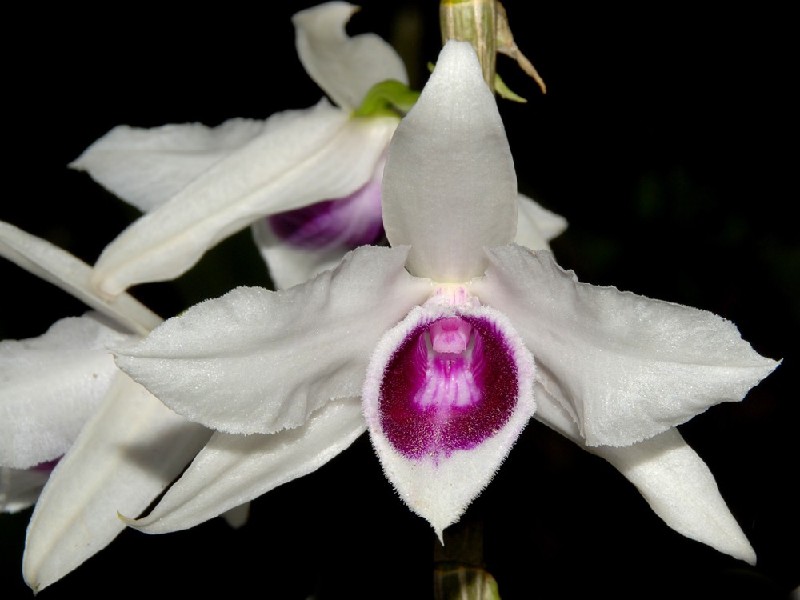 Dendrobium Anosmum Semi Alba 'Laos' Flor de orquídea branca com centro roxo brilhante