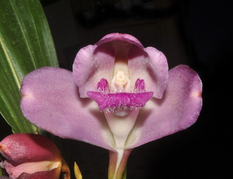 Bifrenaria Thyrianthina Orquídea rosa com pétalas grandes e arredondadas e folhas verdes ao fundo