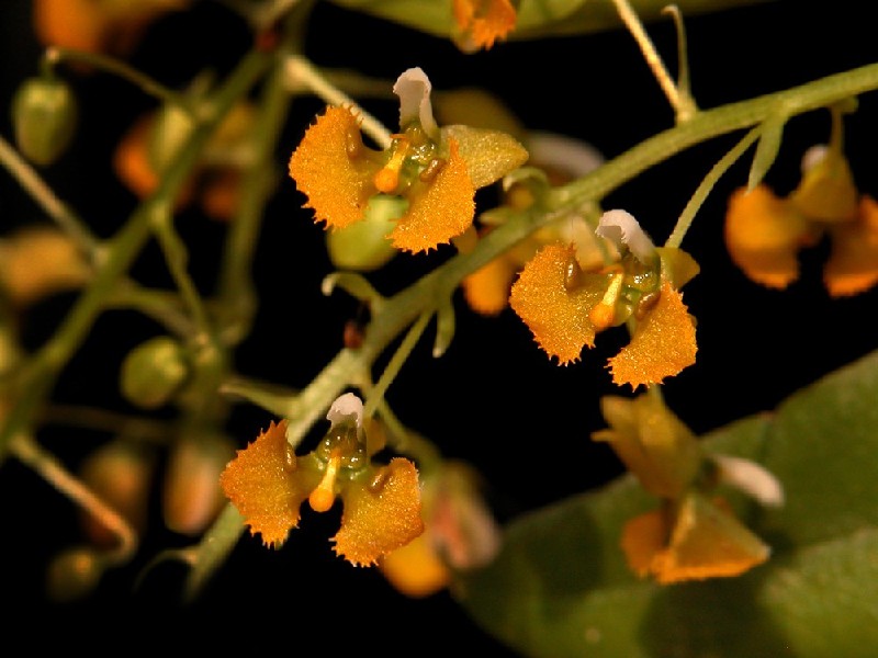 Zygostates Lunata Flores laranja com bordas dentadas em ramo contra fundo preto