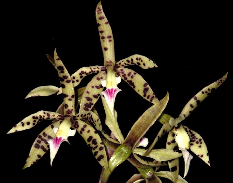 Prosthechea Prismatocarpa Orquídea verde-clara com manchas roxas e centro branco com rosa em fundo preto