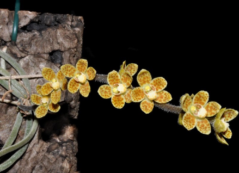 Chiloschista Javanica Orquídea amarela com manchas castanhas em madeira com fundo preto