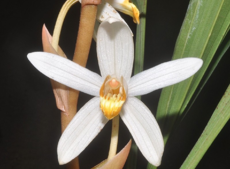 Coelogyne Pachystachya Flor branca com centro amarelo e folhas verdes