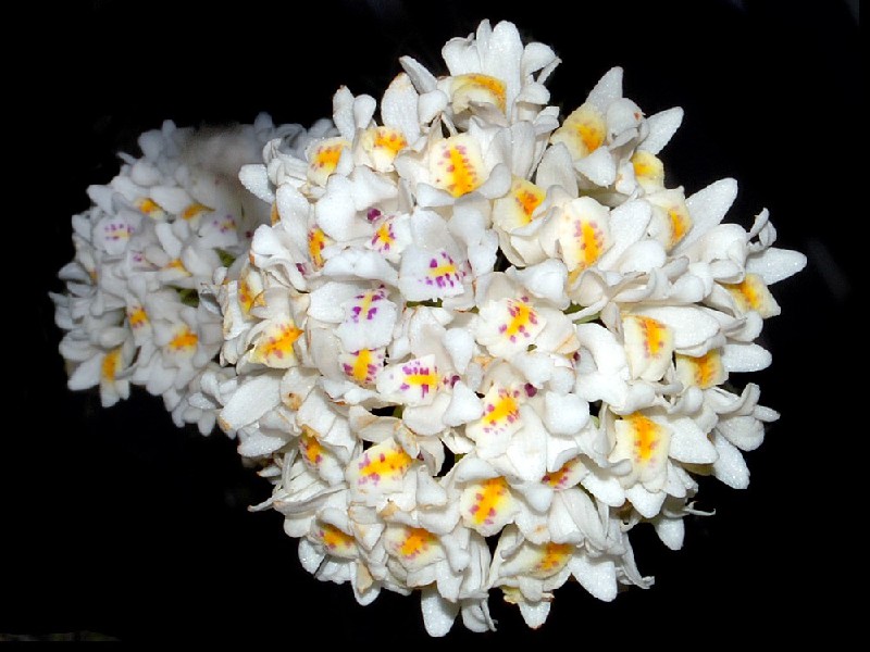 Neobenthamia Gracilis Ramo de flores brancas com detalhes amarelos e roxos em fundo preto