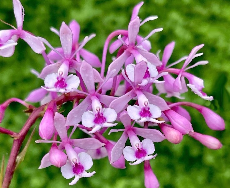 Epidendrum Anika Hassinger Orquídea cor de rosa com pétalas brancas e detalhes roxos em fundo verde