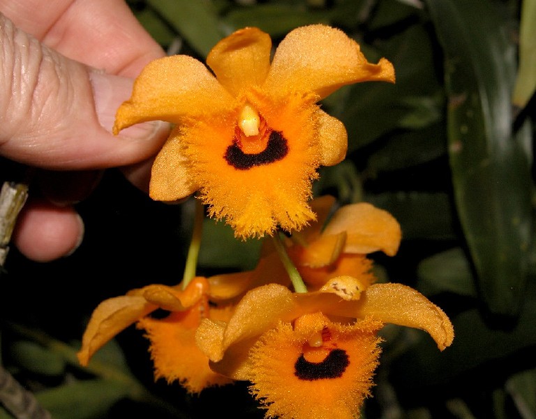 Dendrobium Fimbriatum Var. Oculatum Flor de orquídea laranja com pétalas aveludadas e centro preto segurada por uma mão