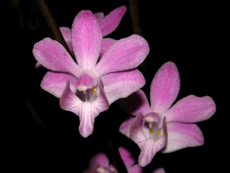 Doritis Pulcherima 'Pink' Flores orquídea cor-de-rosa em fundo preto