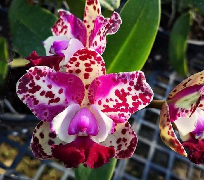 Cattleya Water Song Flor de orquídea branca com manchas vermelhas e roxas em ambiente de viveiro vegetal