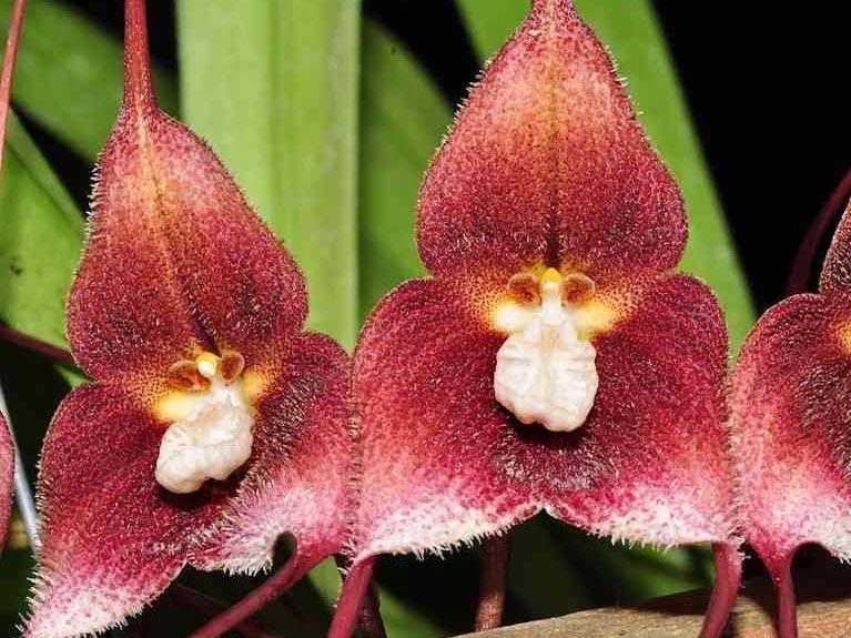 Dracula Hirsuta Orquídeas vermelhas com textura aveludada e detalhes brancos no centro