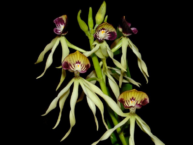 Encyclia Cochleata Orquídeas amarelas com detalhes roxos em fundo preto