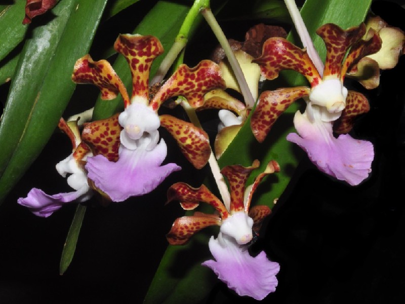Vanda Insignis Orquídeas castanhas e lilás com folhas verdes