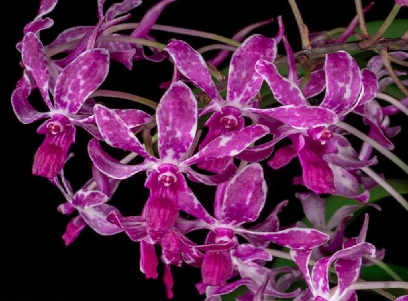 Vandachostylis Pinky 'Violet Queen' Flores de orquídea roxa com padrão marmoreado sobre fundo preto