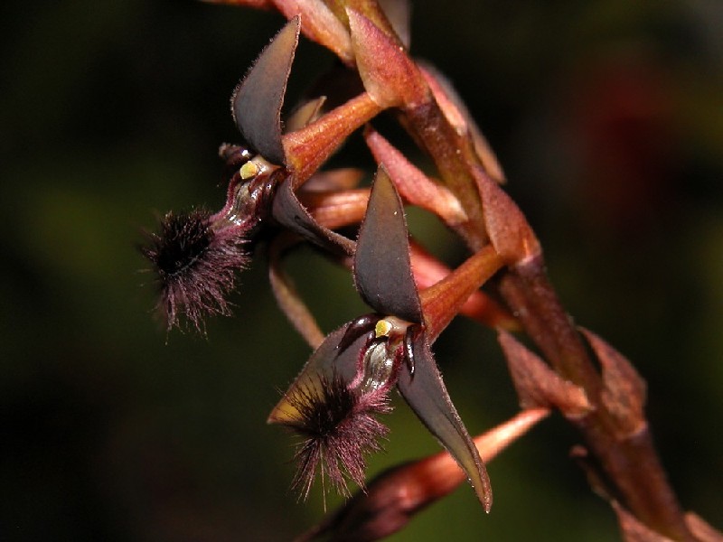 Bulbophyllum Saltatorium Flores exóticas castanhas e pretas com textura aveludada