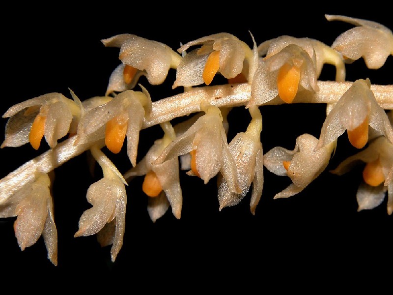 Bulbophyllum Stelis Flores naturais bege translúcidas com partes laranja em espiga sobre fundo preto