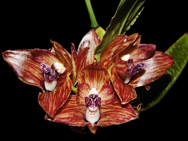 Bifrenaria Wittigii Três flores de orquídea castanhas com riscas vermelhas e centros brancos com padrões roxos.