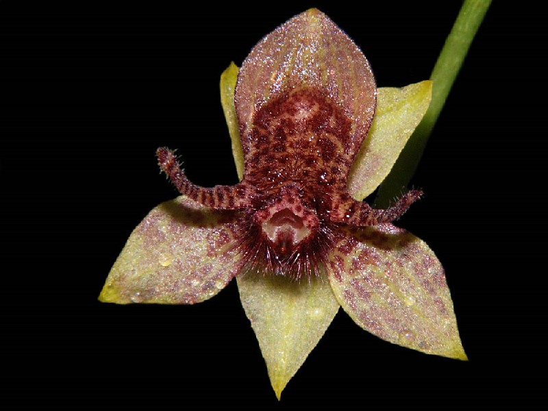 Trichoceros Antennifer Flor exótica amarela e marrom com textura aveludada sobre fundo preto