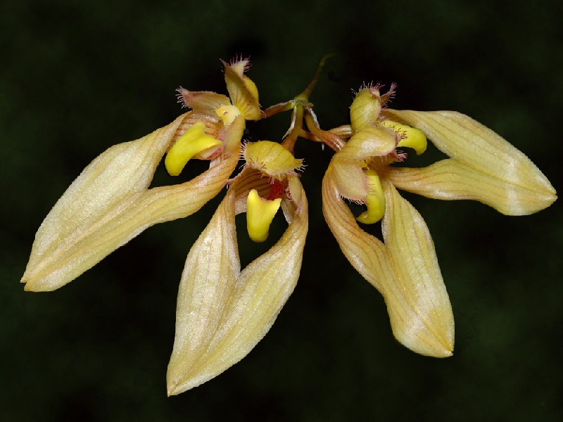 Bulbophyllum Annandalei Flores amarelo-pálidas com pétalas longas e franjas finas sobre fundo preto