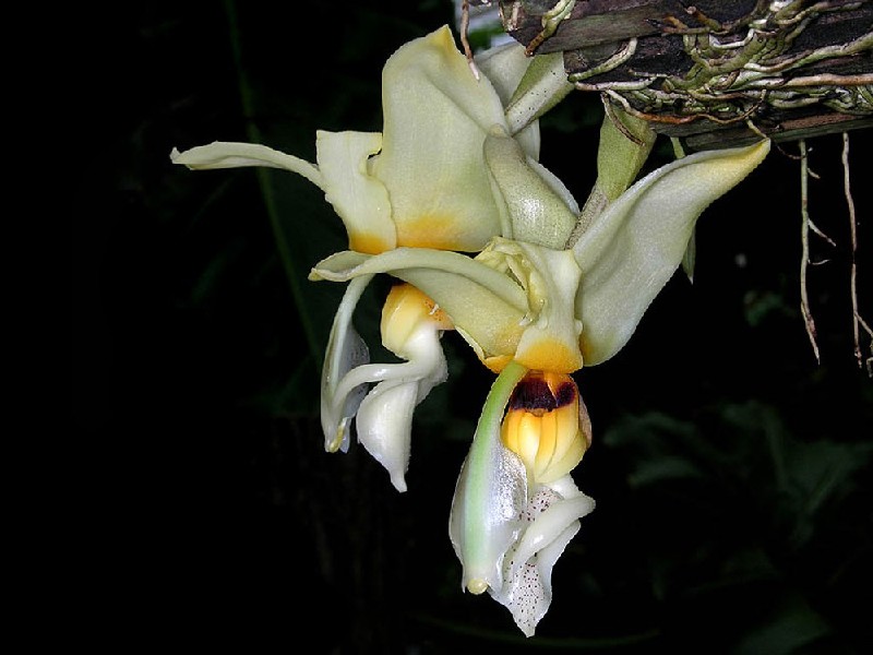 Stanhopea Lietzei Flores de orquídea creme e amarelas suspensas com raízes expostas em fundo escuro