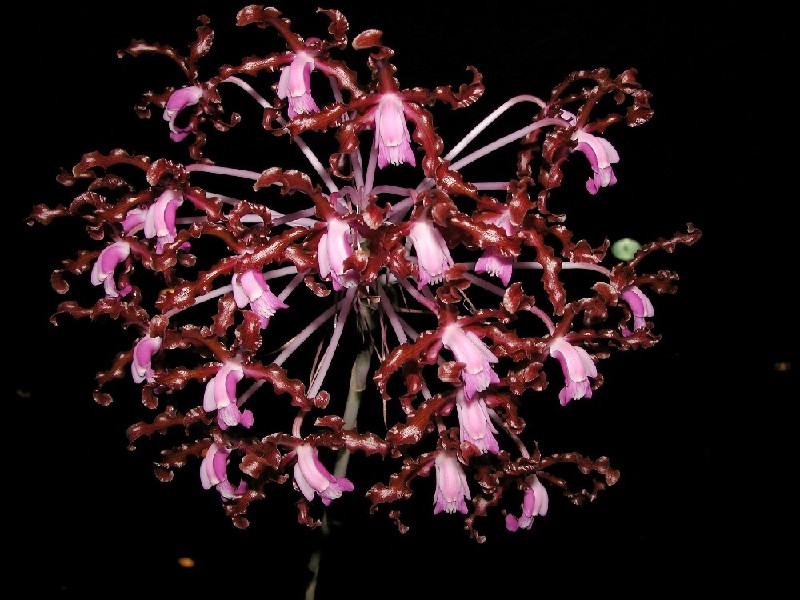 Schomburgkia Undulata 'Rafita' Flor exótica cor-de-rosa e castanha com pétalas enroladas num fundo preto