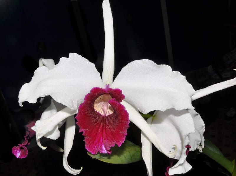 Laelia Purpurata f. Semialba Vinicolor Flor branca e vermelha de orquídea com pétalas grandes