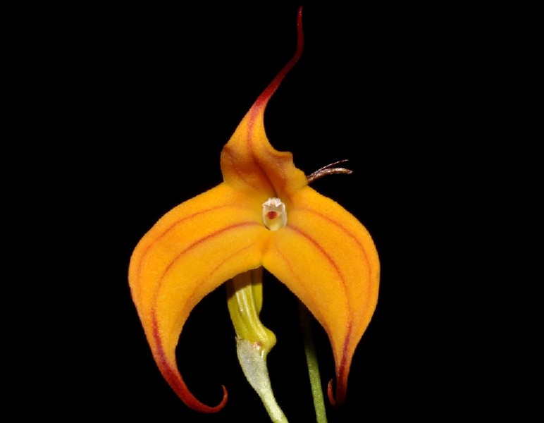 Masdevallia Hawaii 'Yellow' Orquídea amarela com padrões laranja e fundo preto