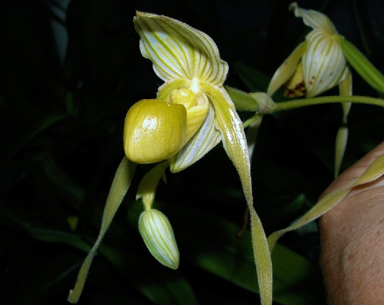 Paphiopedilum Philippinense f. Album Flor amarela exótica com riscas verdes e textura brilhante
