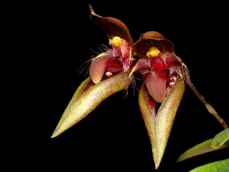 Bulbophyllum Pingtungense Flor rosa e verde com detalhes amarelos e pelos finos sobre fundo preto