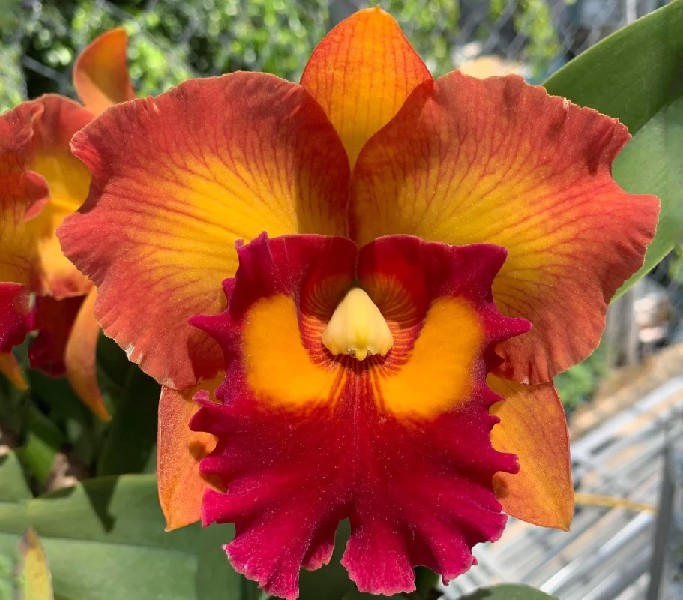 Cattleya Nakornchaisri Delight 'No 2' Orquídea com pétalas laranja, amarelas e vermelhas