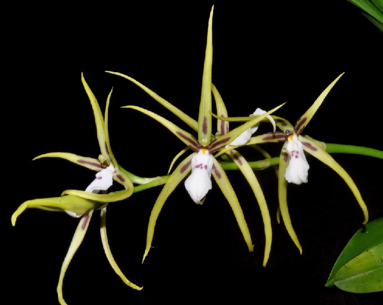 Brassia Signata Orquídea amarela e branca com pétalas finas e manchas roxas em fundo preto