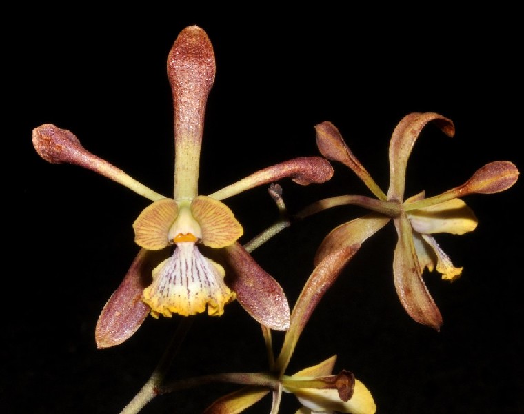 Encyclia Nizandensis Flor de orquídea castanha e amarela com pétalas longas e textura aveludada