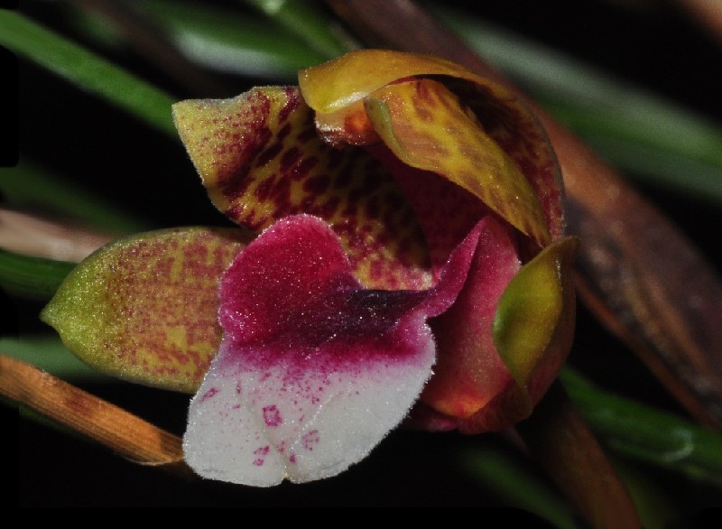 Maxillaria Sanguinea Orquídea colorida com pétalas manchadas e fundo escuro