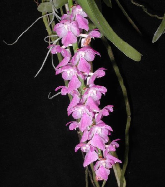 Aerides Rosea Flores cor-de-rosa penduradas com folhas verdes num fundo escuro