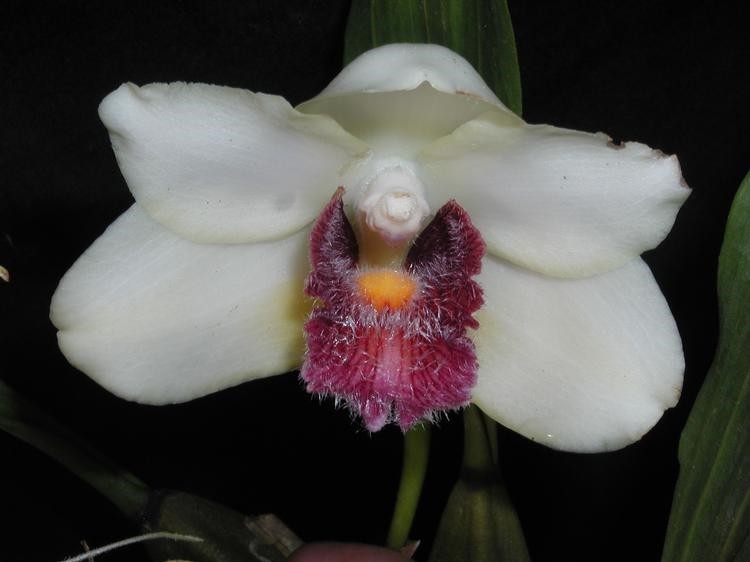 Bifrenaria Harrisoniae Flor branca com centro roxo e amarelo em fundo escuro