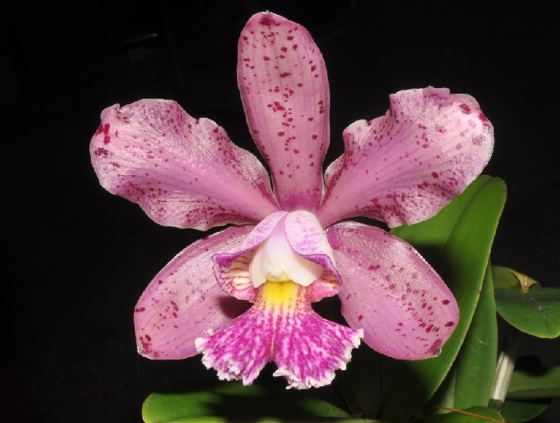 Cattleya (Green Emerald x Brabantiae) x Kerchoveana Flor orquídea rosa com pontos roxos e folhas verdes