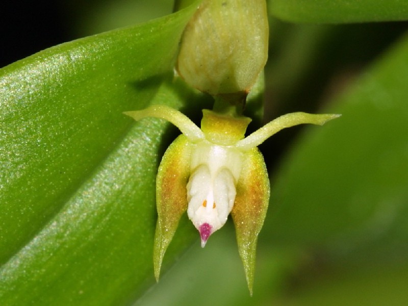 Prosthechea Pygmaea Flor verde com pétalas amarelas e centro roxo junto a folhas verdes