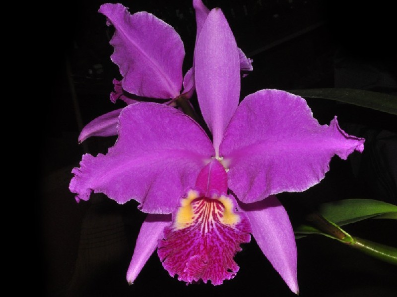 Cattleya Lueddemanniana Rubra 'Bravo Orchids' Flor roxa com centro amarelo e púrpura e pétalas largas em fundo escuro