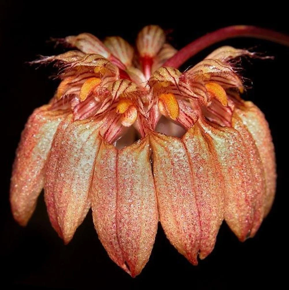 Bulbophyllum Sikkimense Flor pendente rosa com detalhes laranja e amarelos sobre fundo preto